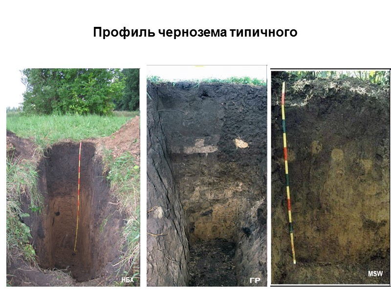 Профиль чернозема типичного